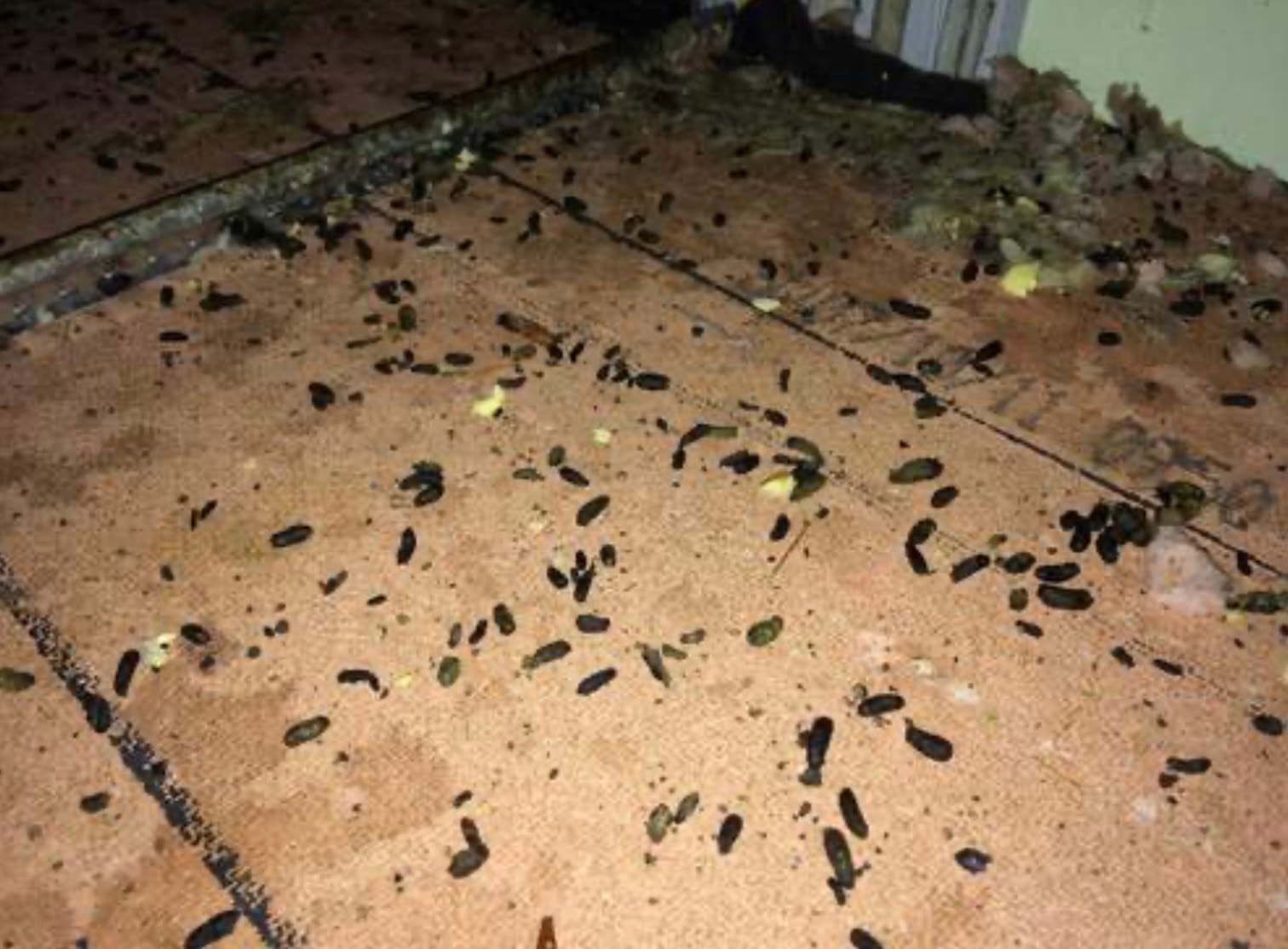 Pest Infestation Clean Up commercial cleaning service